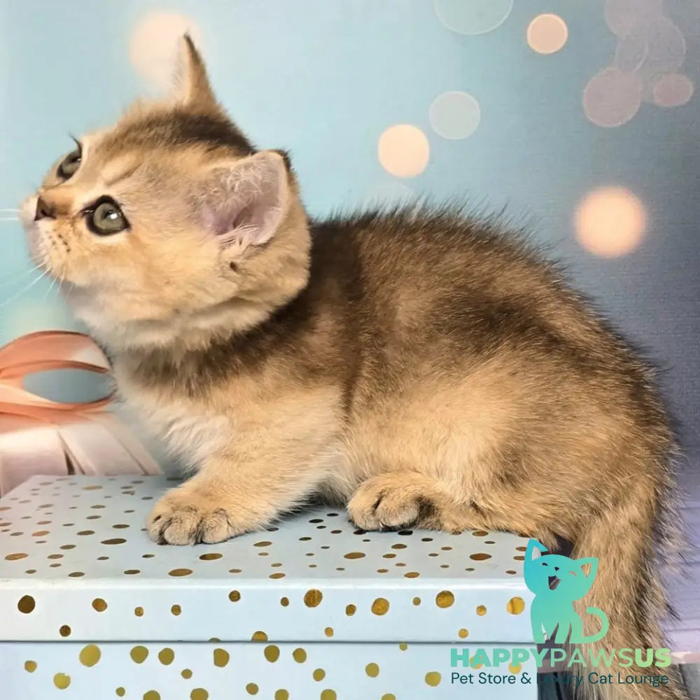 Crumble Munchkin male black golden shaded - live animals