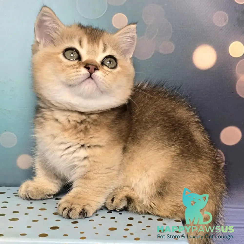 Crumble Munchkin male black golden shaded - live animals