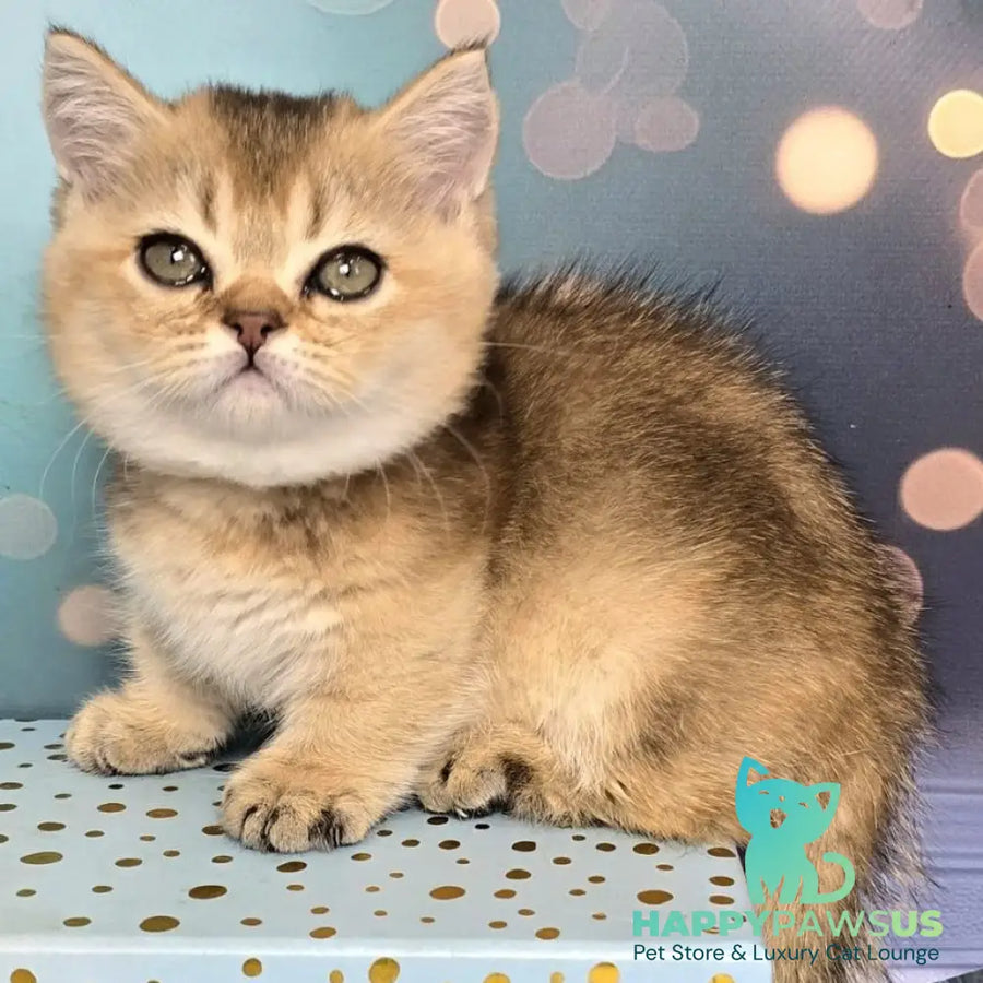 Crumble Munchkin male black golden shaded - live animals