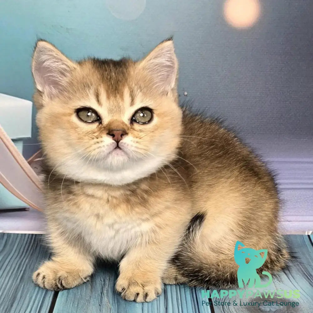 Crumble Munchkin male black golden shaded - live animals