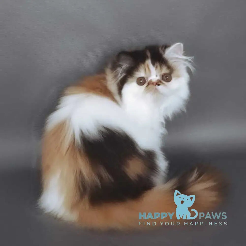 Crusty Clover Persian male black tortie bicolour live animals