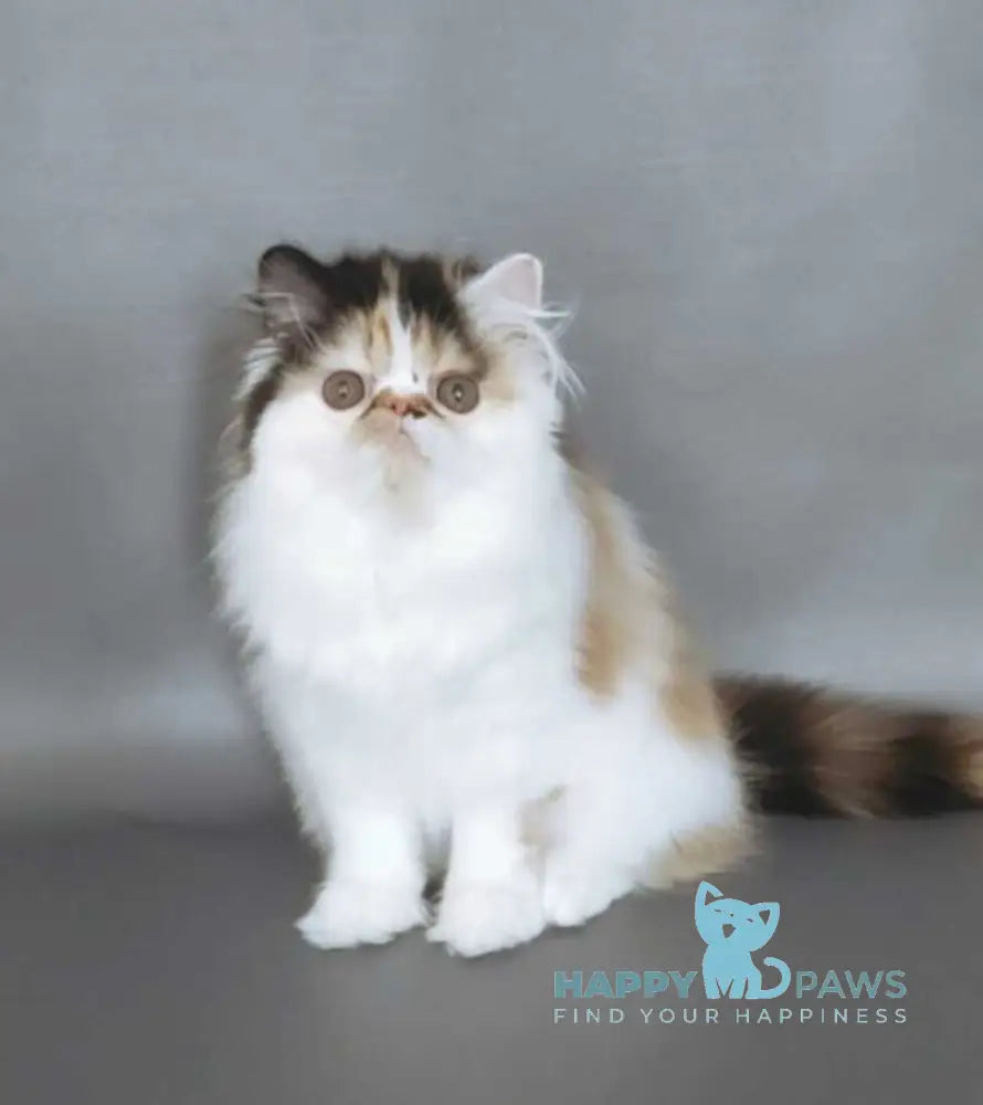 Crusty Clover Persian male black tortie bicolour live animals