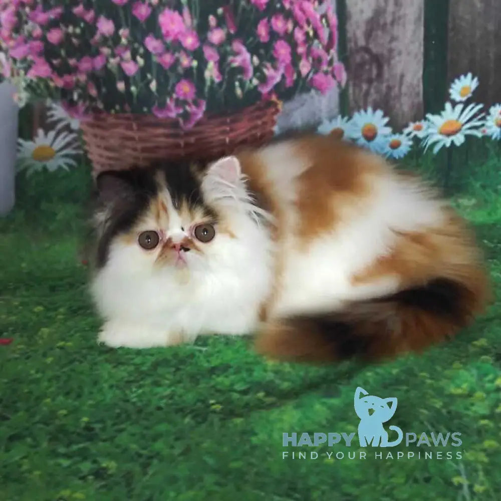 Crusty Clover Persian male black tortie bicolour live animals