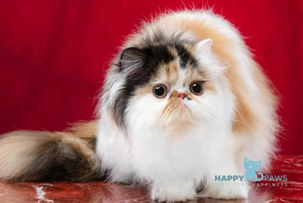 Crusty Clover Persian male black tortie bicolour live animals