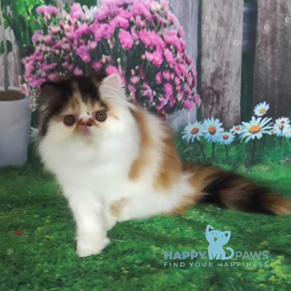 Crusty Clover Persian male black tortie bicolour live animals