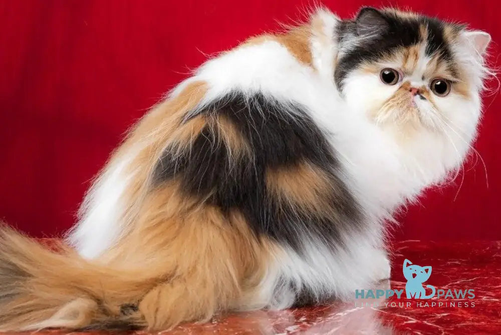Crusty Clover Persian male black tortie bicolour live animals