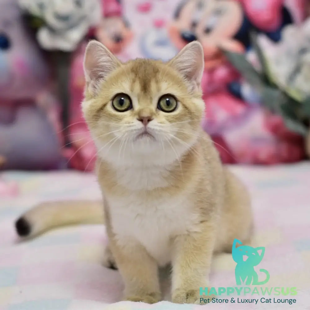 Crystal British Shorthair female black golden shaded - live animals