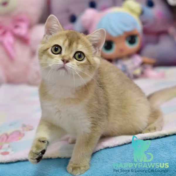 Crystal British Shorthair female black golden shaded - live animals