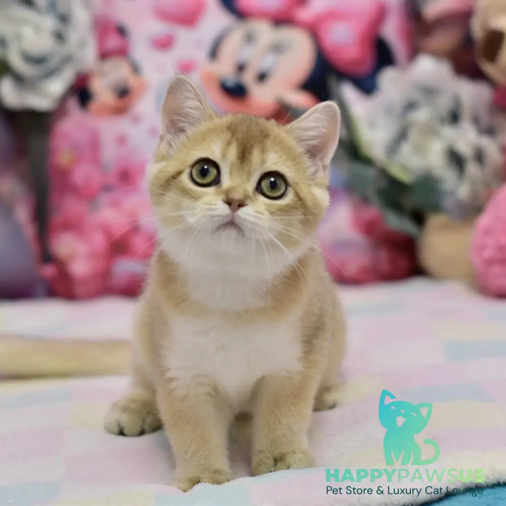 Crystal British Shorthair female black golden shaded - live animals