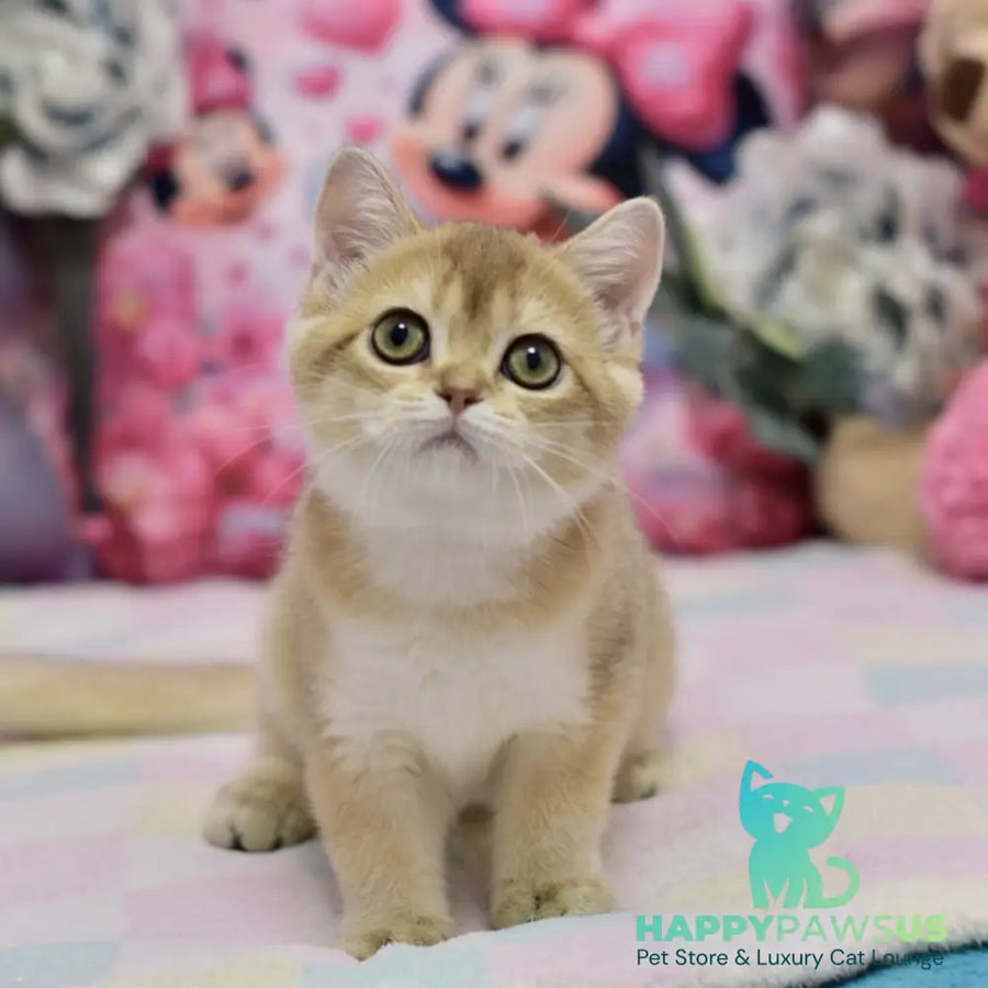 Crystal British Shorthair female black golden shaded - live animals