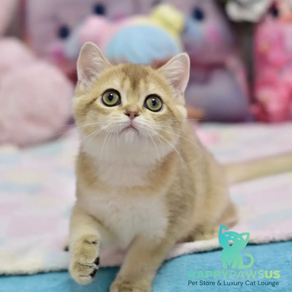 Crystal British Shorthair female black golden shaded - live animals