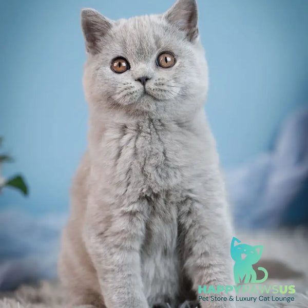 Crystal British Shorthair female blue - live animals