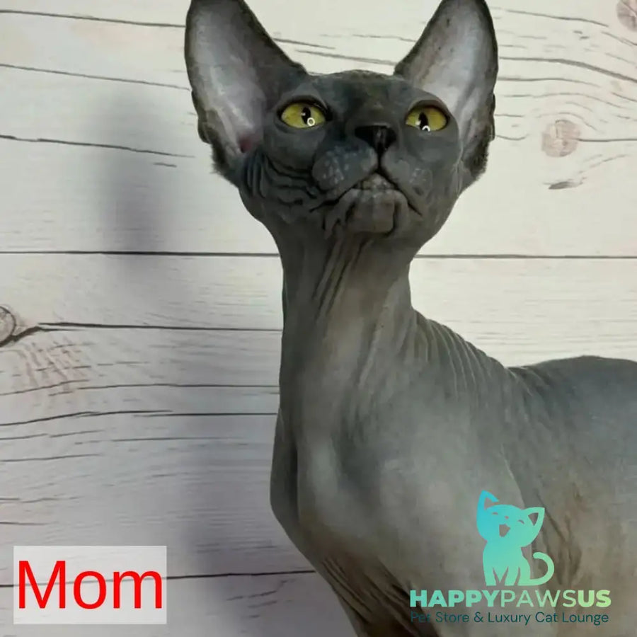 Crystal Canadian Sphynx female black pointed - live animals