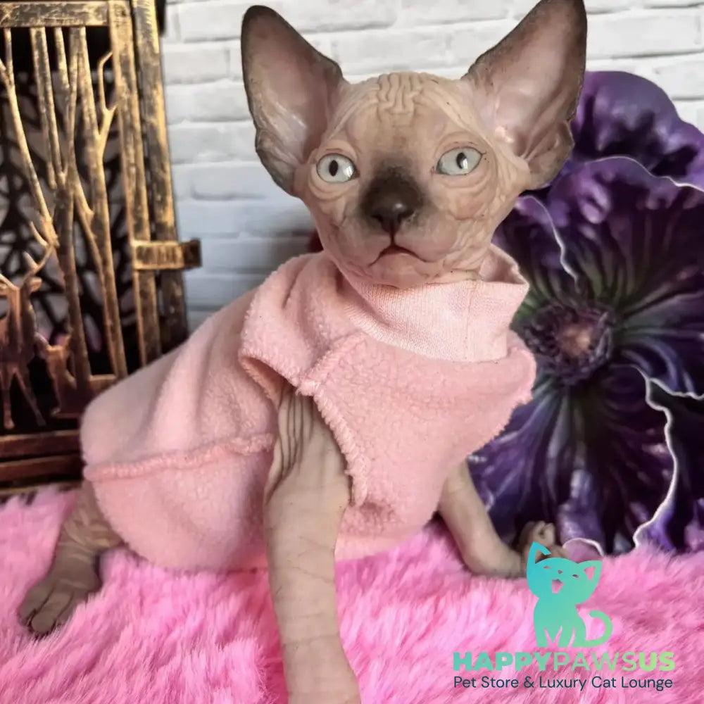 Crystal Canadian Sphynx female black pointed - live animals