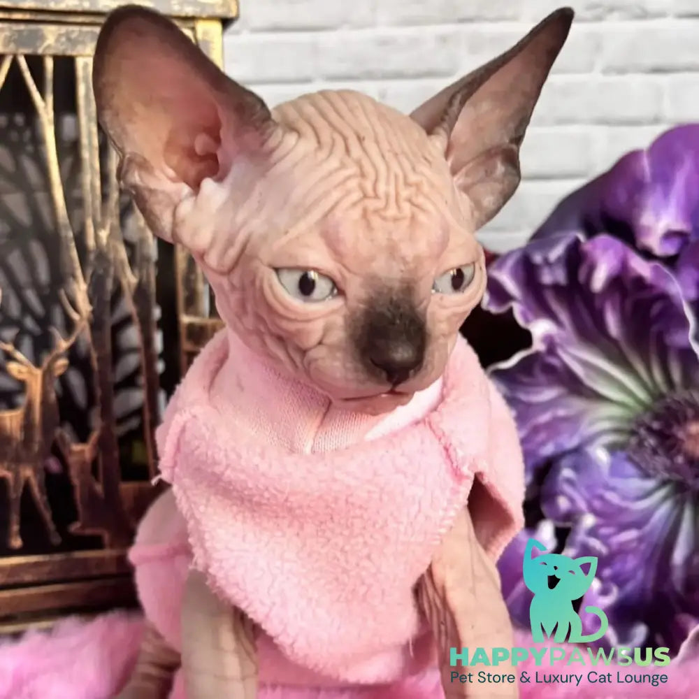Crystal Canadian Sphynx female black pointed - live animals