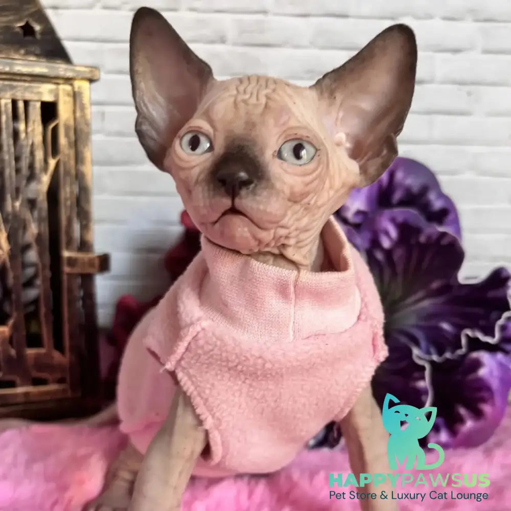 Crystal Canadian Sphynx female black pointed - live animals