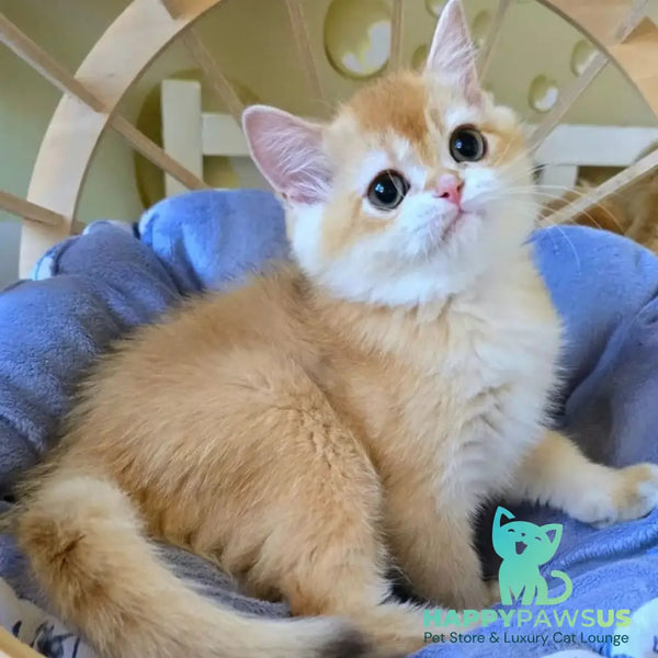 Crystall Scottish Straight male chocolate golden shaded - live animals