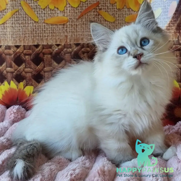Ctefan Siberian male black tabby pointed with white - live animals