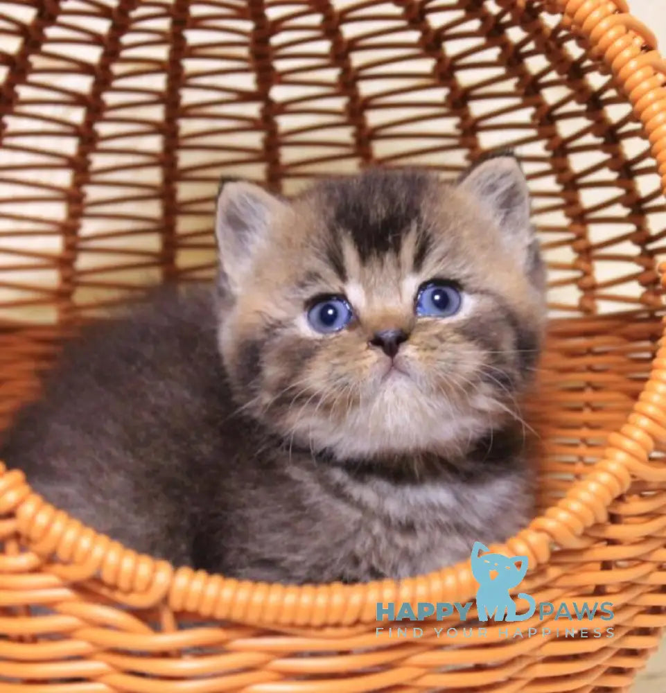 Cubi British Shorthair male black ticked tabby live animals