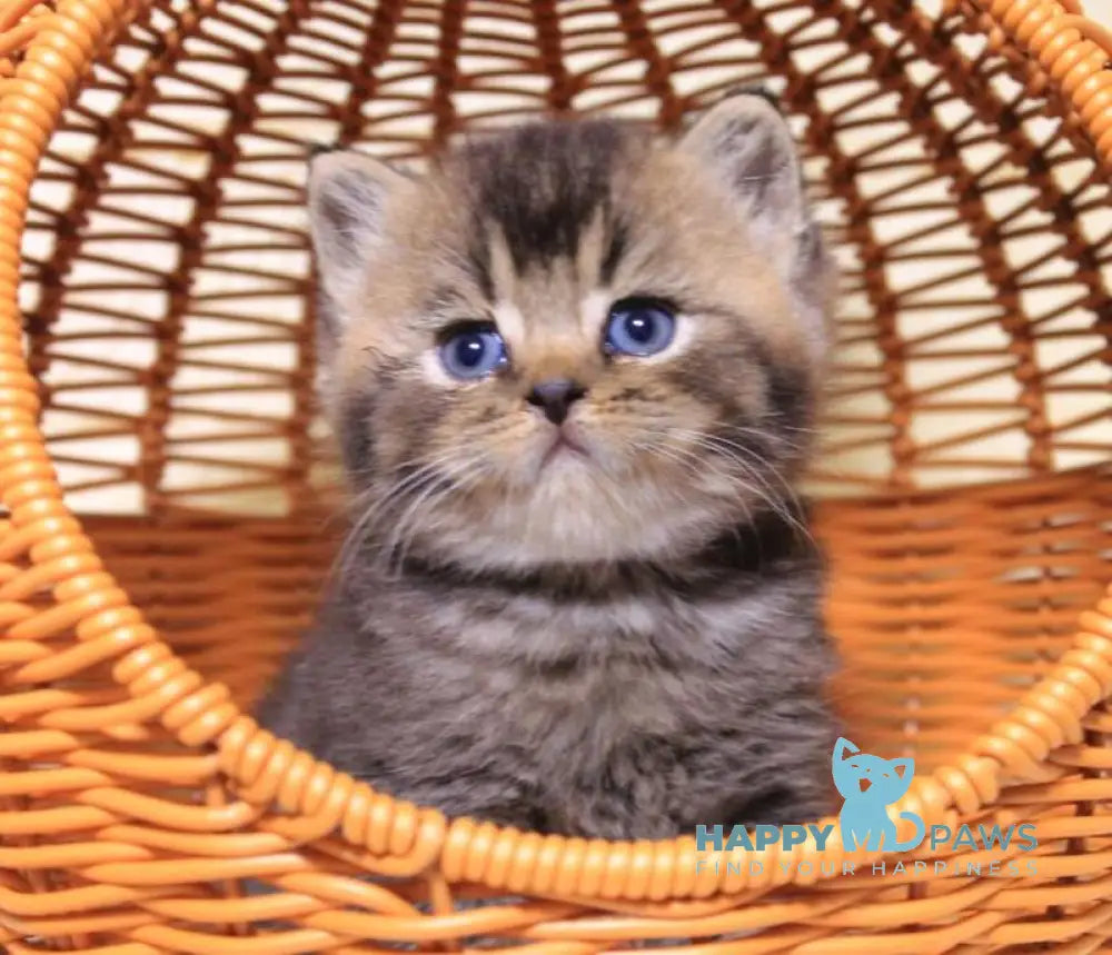 Cubi British Shorthair male black ticked tabby live animals