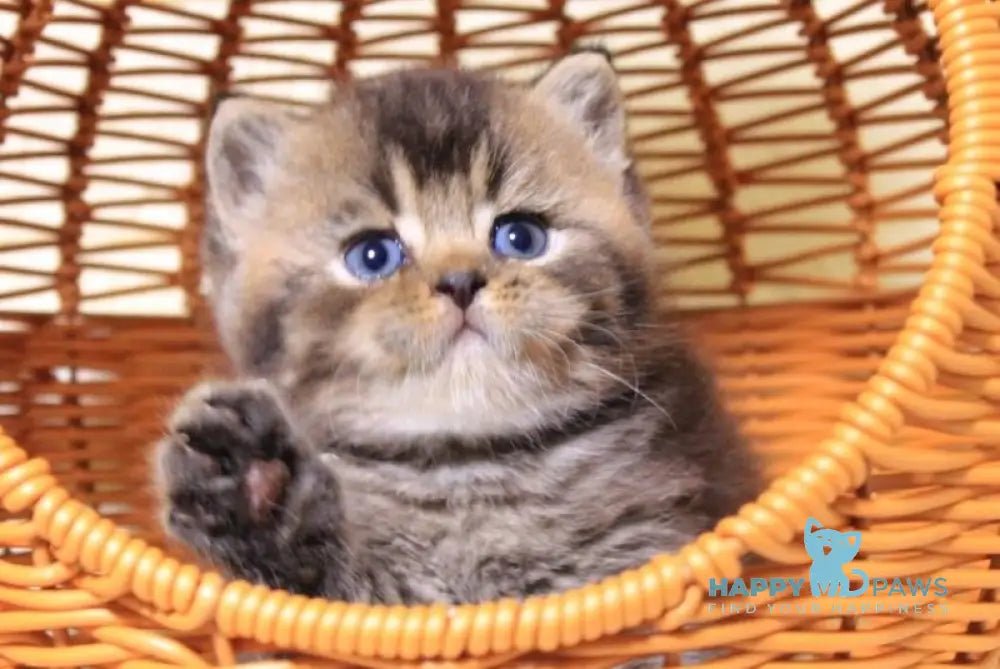 Cubi British Shorthair male black ticked tabby live animals