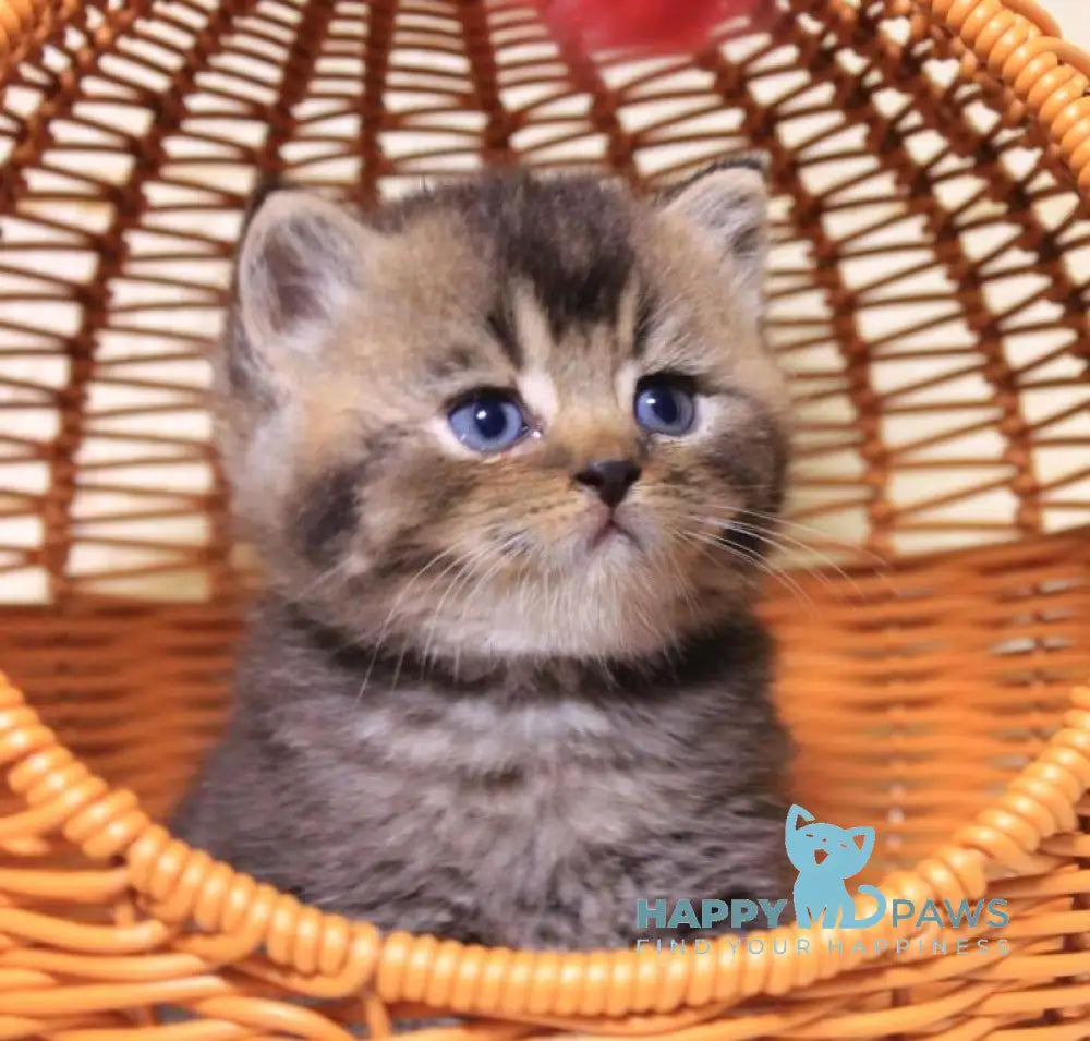 Cubi British Shorthair male black ticked tabby live animals