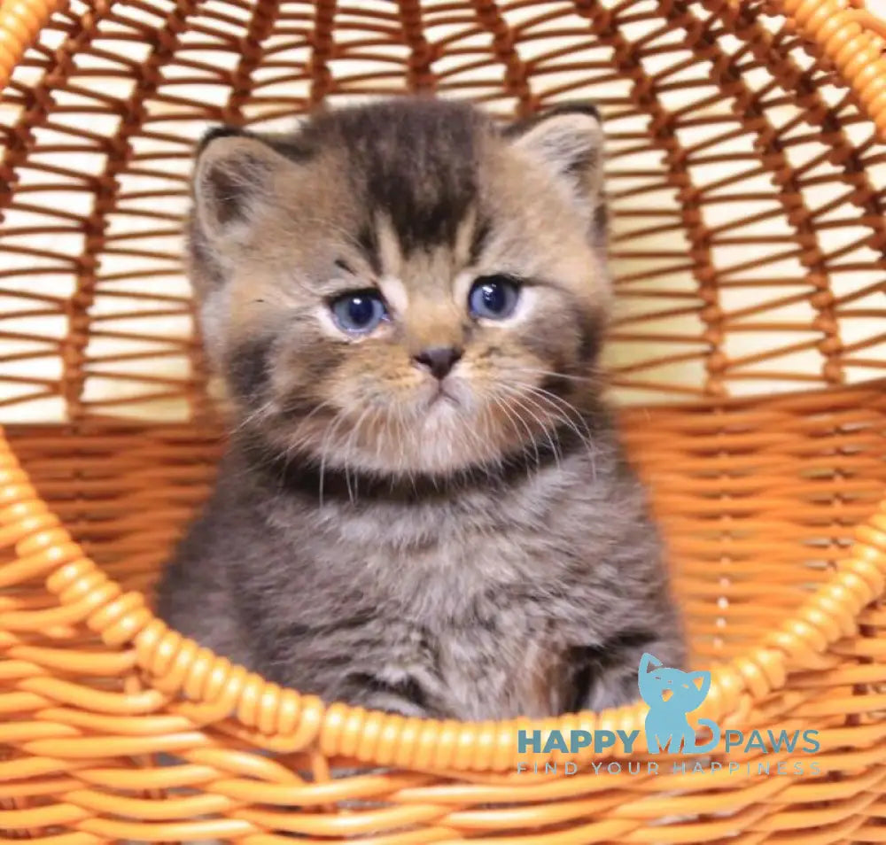 Cubi British Shorthair male black ticked tabby live animals