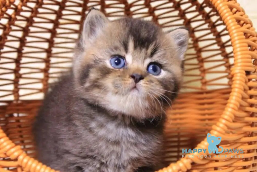 Cubi British Shorthair male black ticked tabby live animals