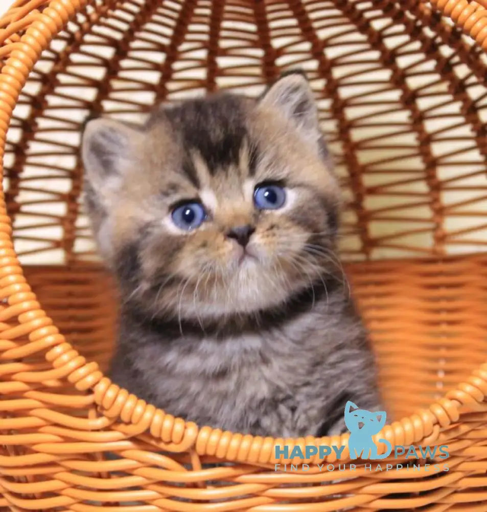 Cubi British Shorthair male black ticked tabby live animals