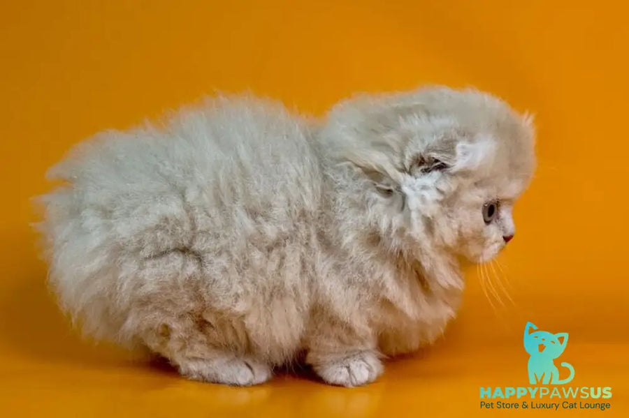 Cuddles Munchkin male fawn - live animals