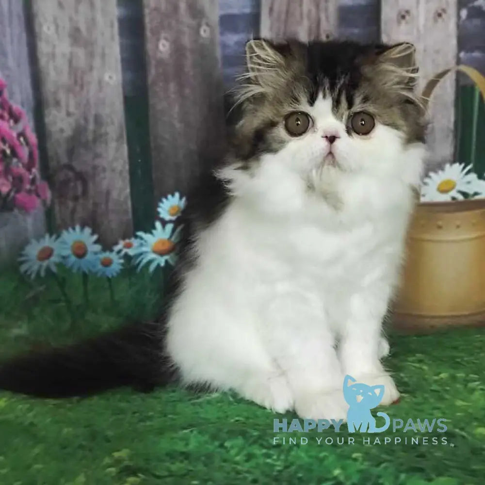 Cupidon Charmer Persian male black tabby bicolour live animals
