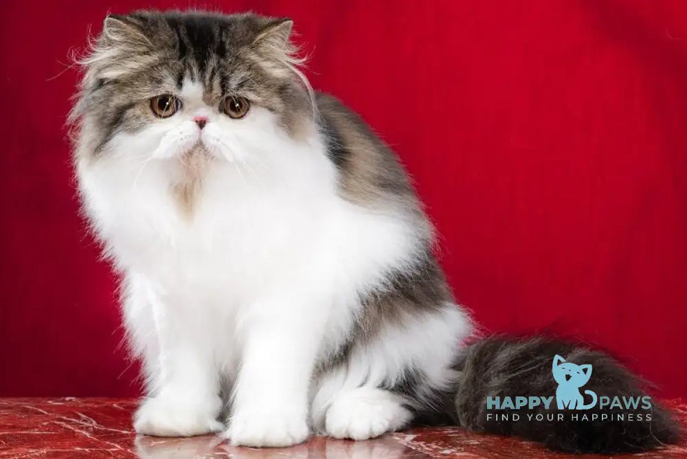 Cupidon Charmer Persian male black tabby bicolour live animals