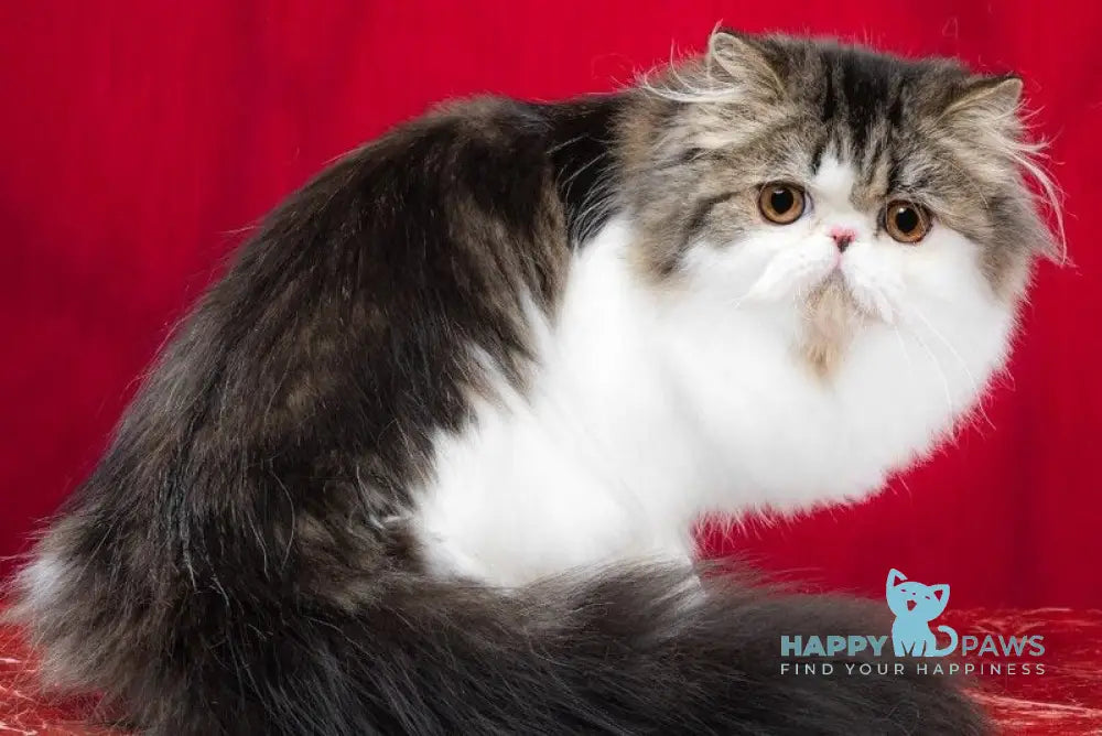 Cupidon Charmer Persian male black tabby bicolour live animals