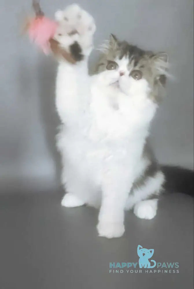 Cupidon Charmer Persian male black tabby bicolour live animals