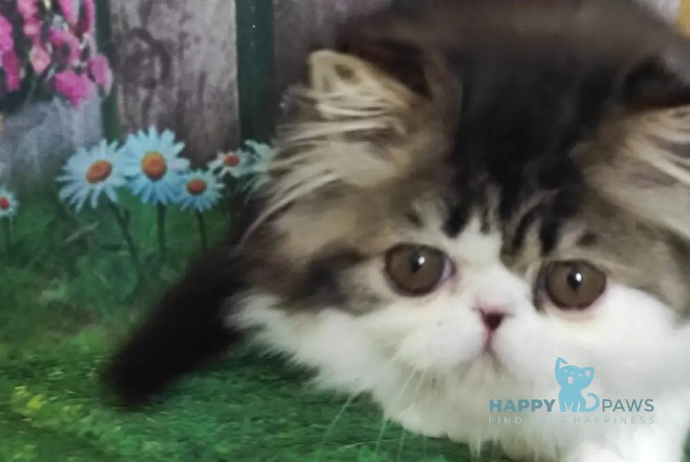 Cupidon Charmer Persian male black tabby bicolour live animals