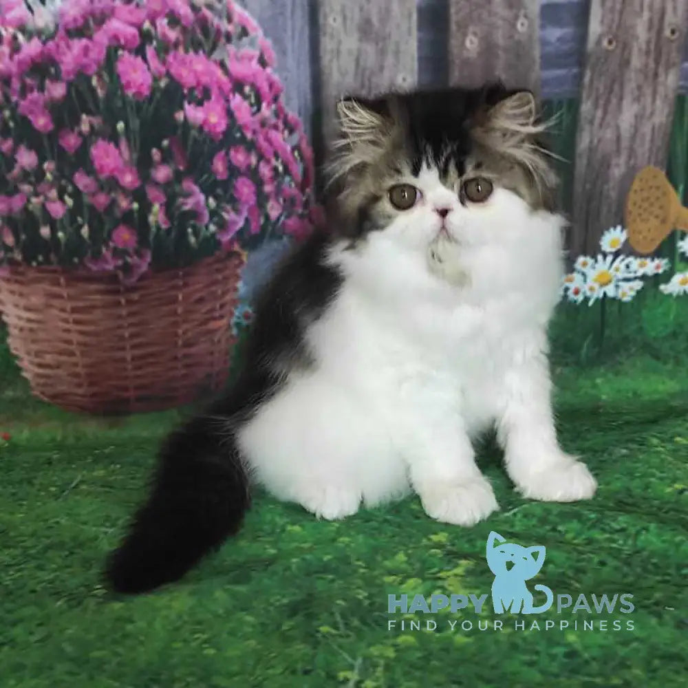 Cupidon Charmer Persian male black tabby bicolour live animals
