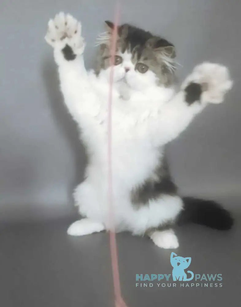 Cupidon Charmer Persian male black tabby bicolour live animals
