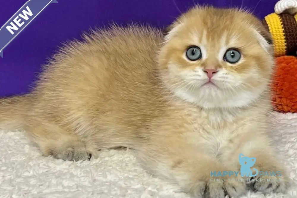 Cupidon Scottish Fold male black golden chinchilla live animals