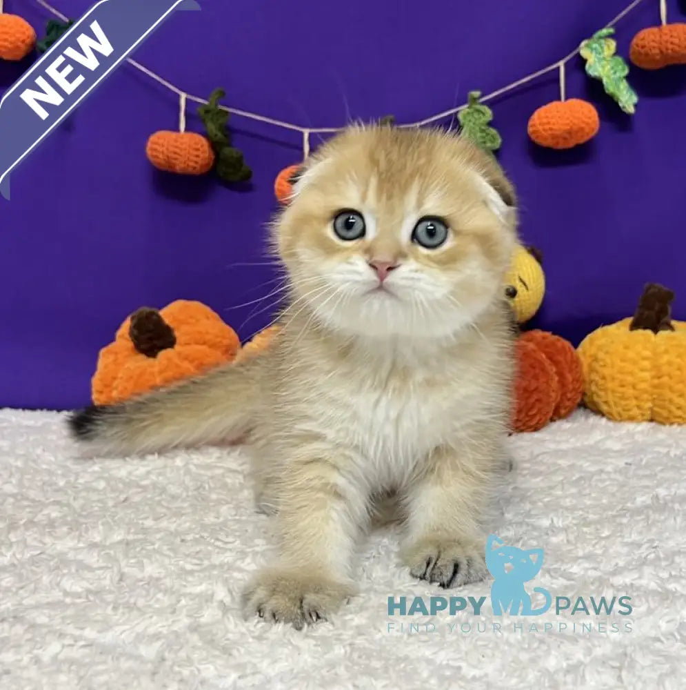 Cupidon Scottish Fold male black golden chinchilla live animals