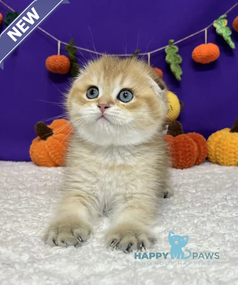 Cupidon Scottish Fold male black golden chinchilla live animals