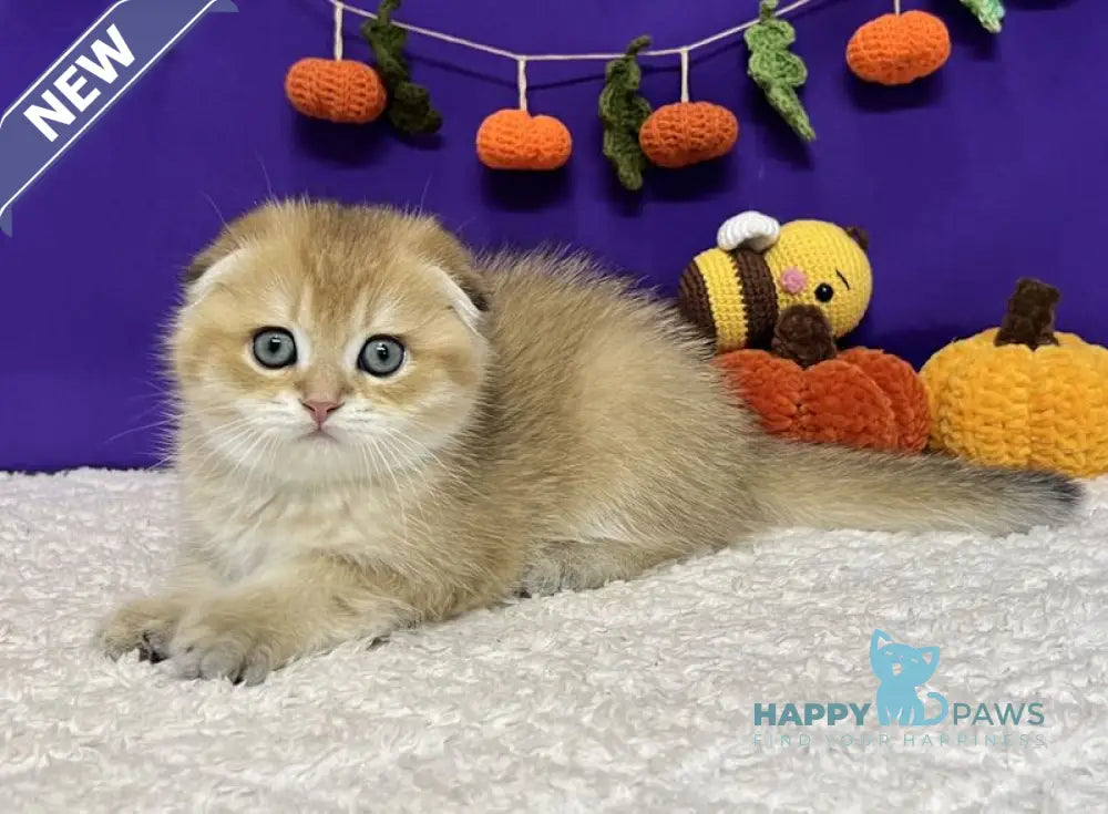 Cupidon Scottish Fold male black golden chinchilla live animals