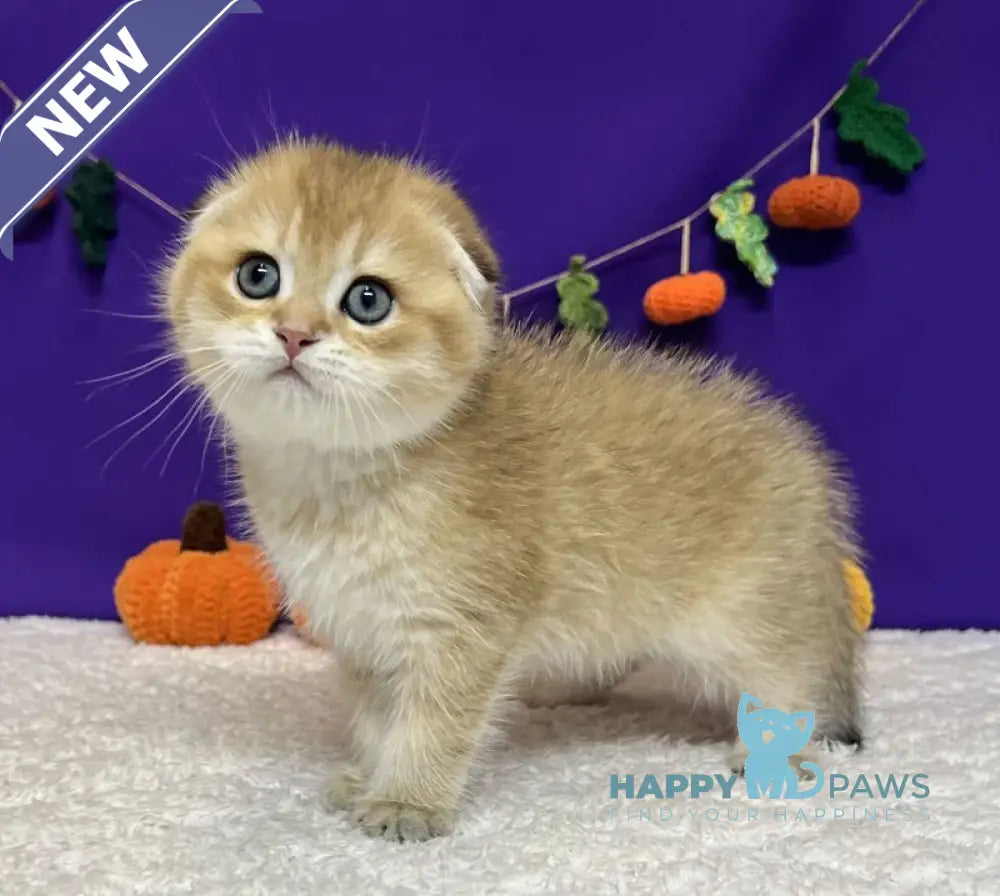 Cupidon Scottish Fold male black golden chinchilla live animals