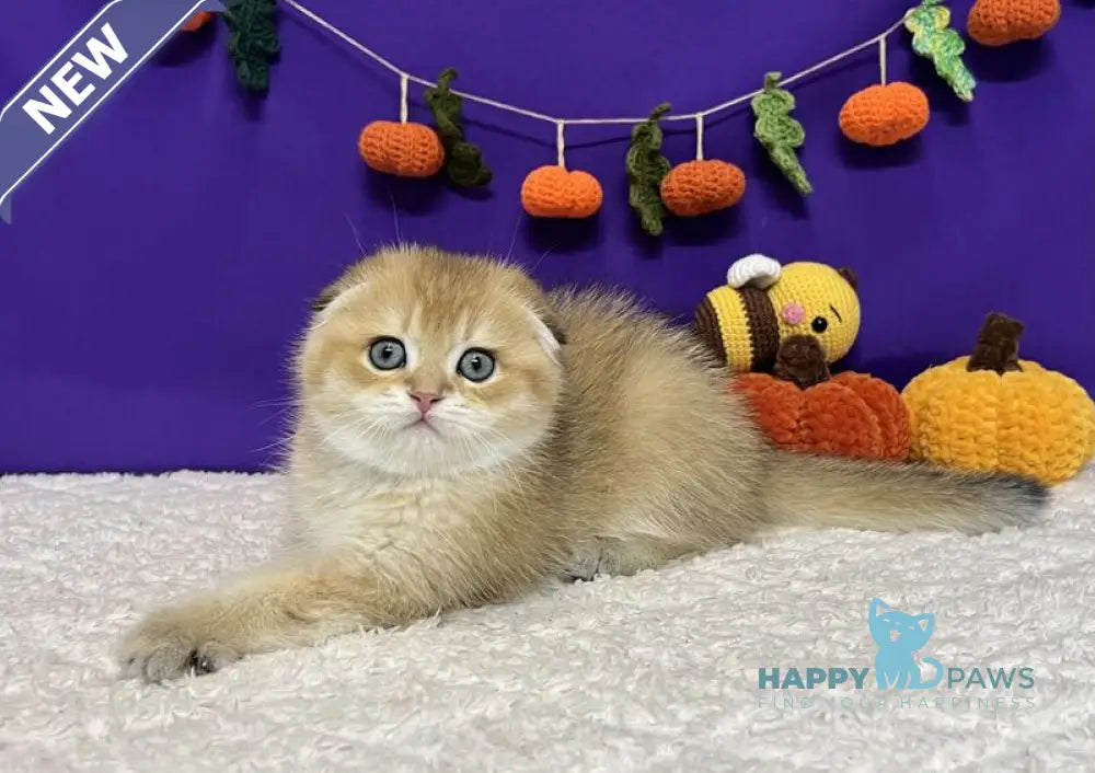 Cupidon Scottish Fold male black golden chinchilla live animals