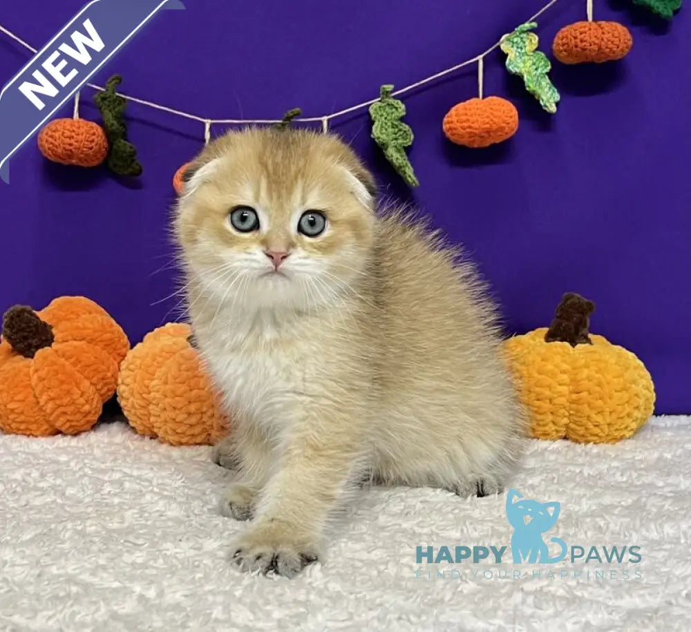Cupidon Scottish Fold male black golden chinchilla live animals