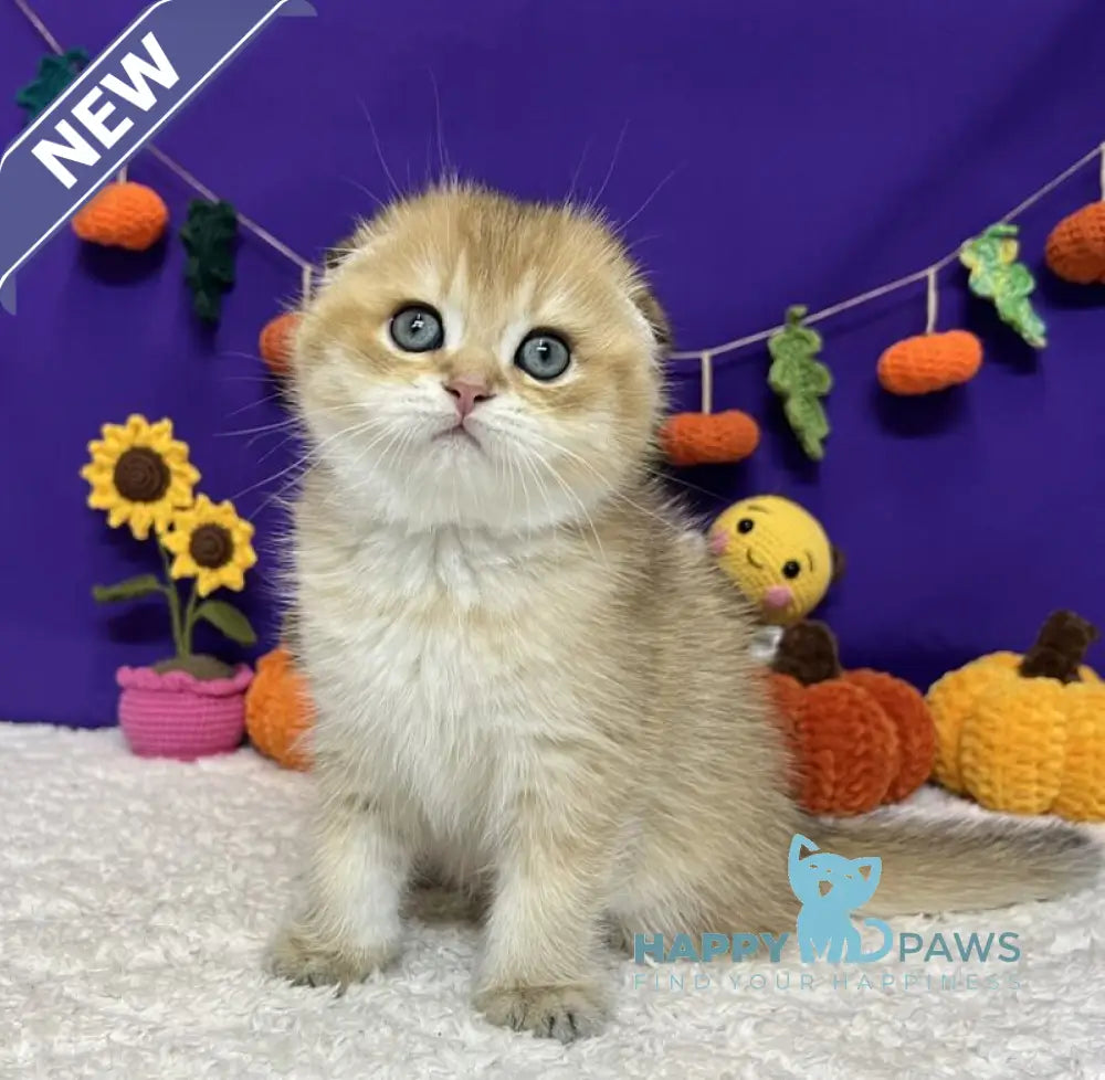 Cupidon Scottish Fold male black golden chinchilla live animals