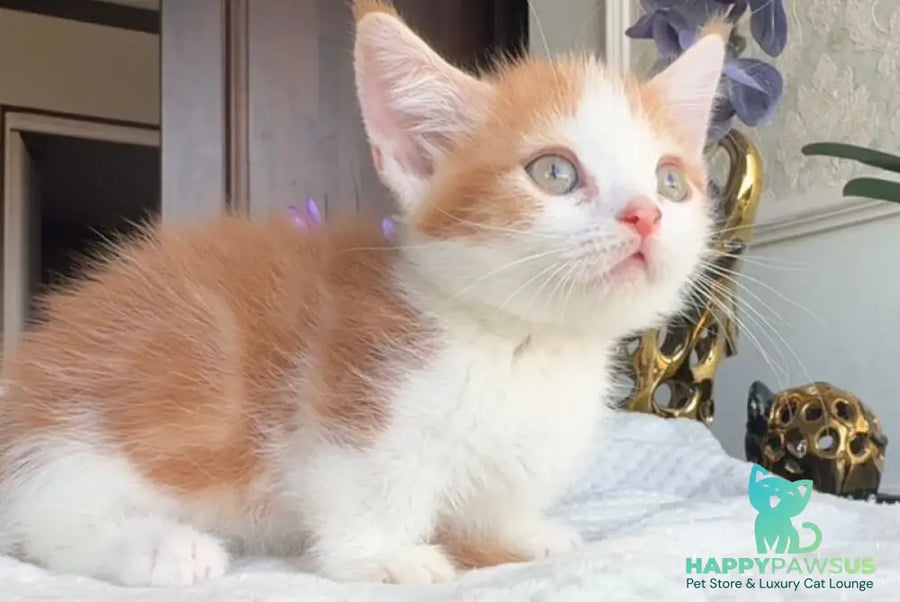 Cupper Munchkin male red tabby with white - live animals