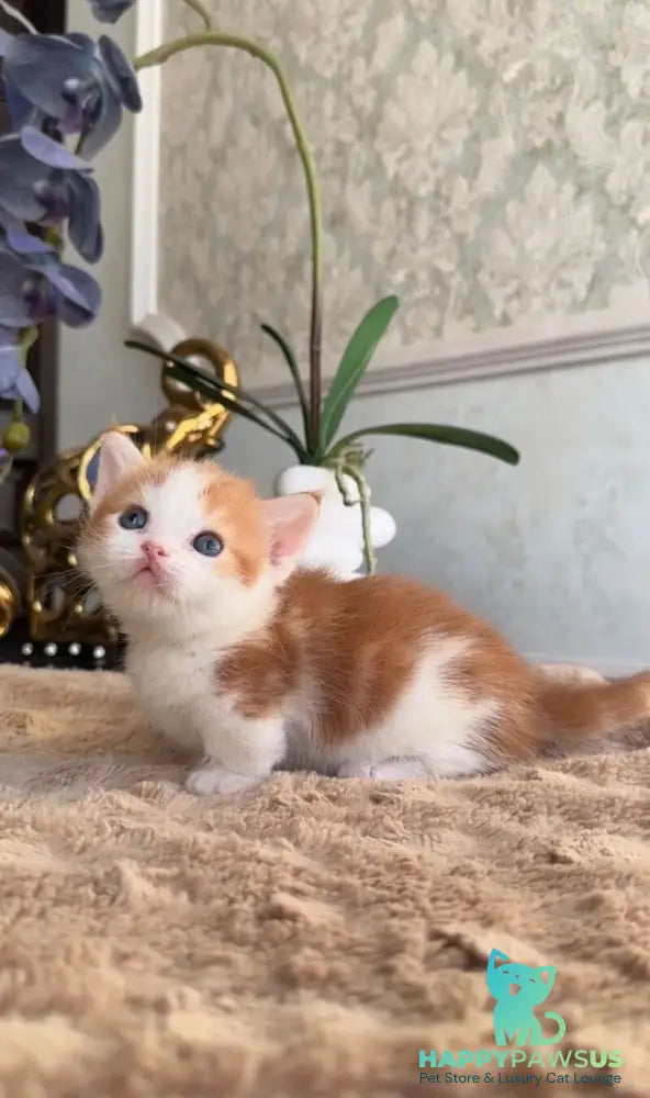 Cupper Munchkin male red tabby with white - live animals