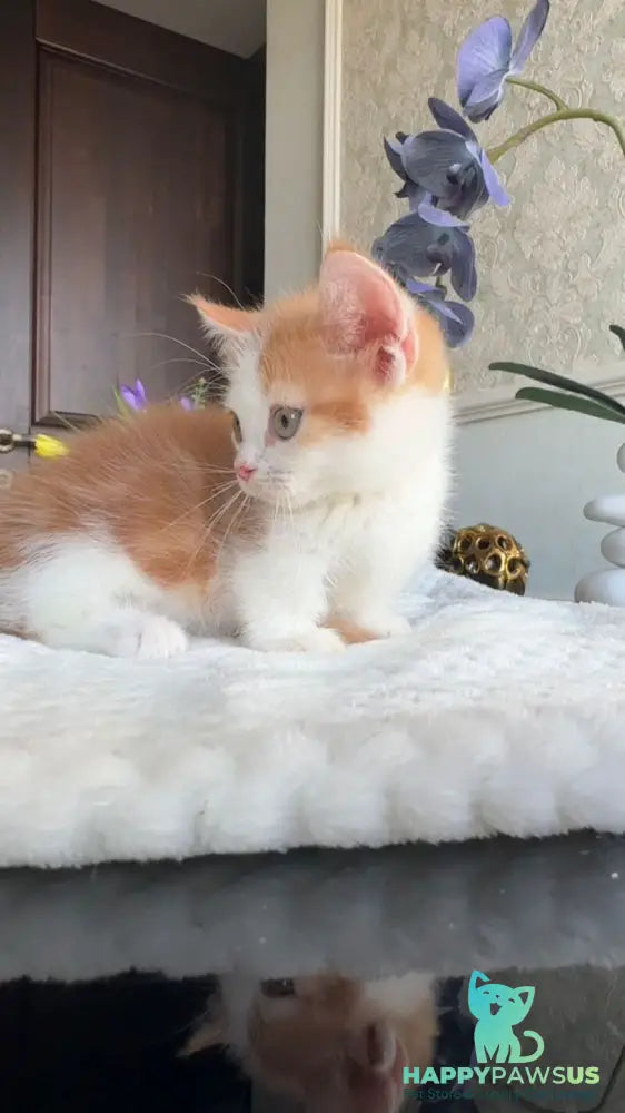 Cupper Munchkin male red tabby with white - live animals