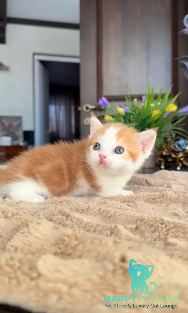 Cupper Munchkin male red tabby with white - live animals