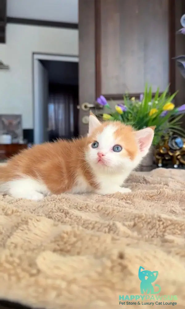 Cupper Munchkin male red tabby with white - live animals